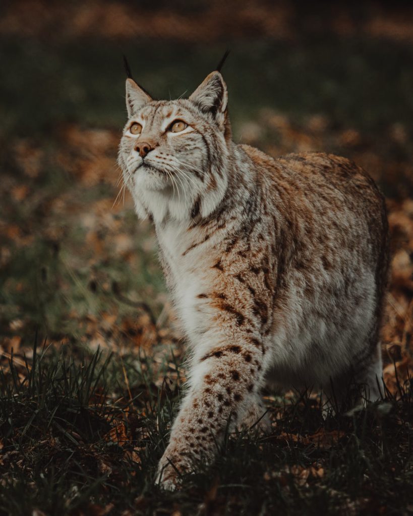 Der Luchs