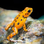 OOPHAGA PUMILIO BASTIMENTOS