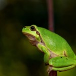 Der Europäische Laubfrosch (Hyla arborea)