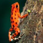 Beim Erdbeerfröschchen handelt es sich um eine sehr bekannte Pfeilgiftfroschart.