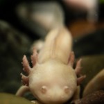 Axolotl - Mexikanischer Schwanzlurch