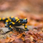 Ein Feuersalamander